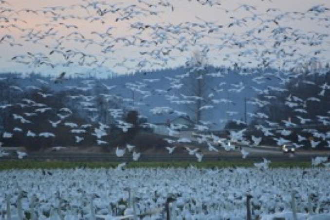 trumpter swans; snow geese
